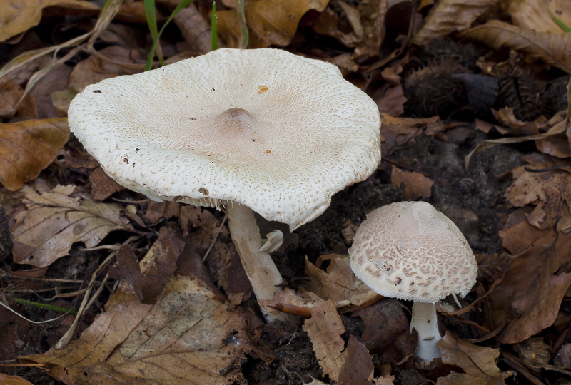 Macrolepiota excoriata